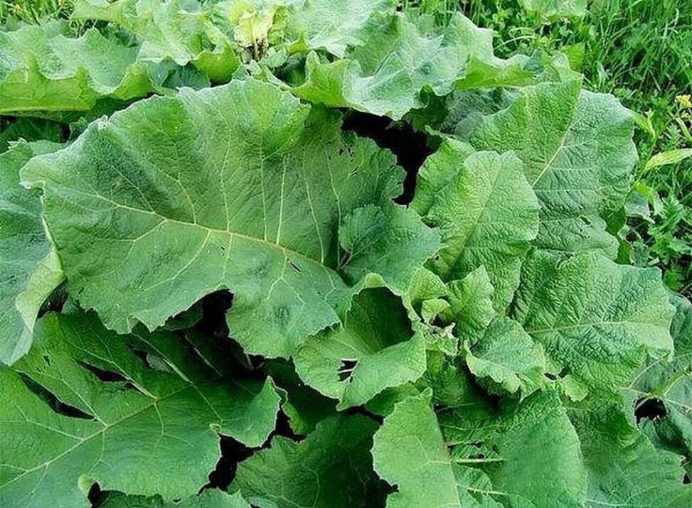 Feuilles de bardane – un remède populaire pour le traitement des varices